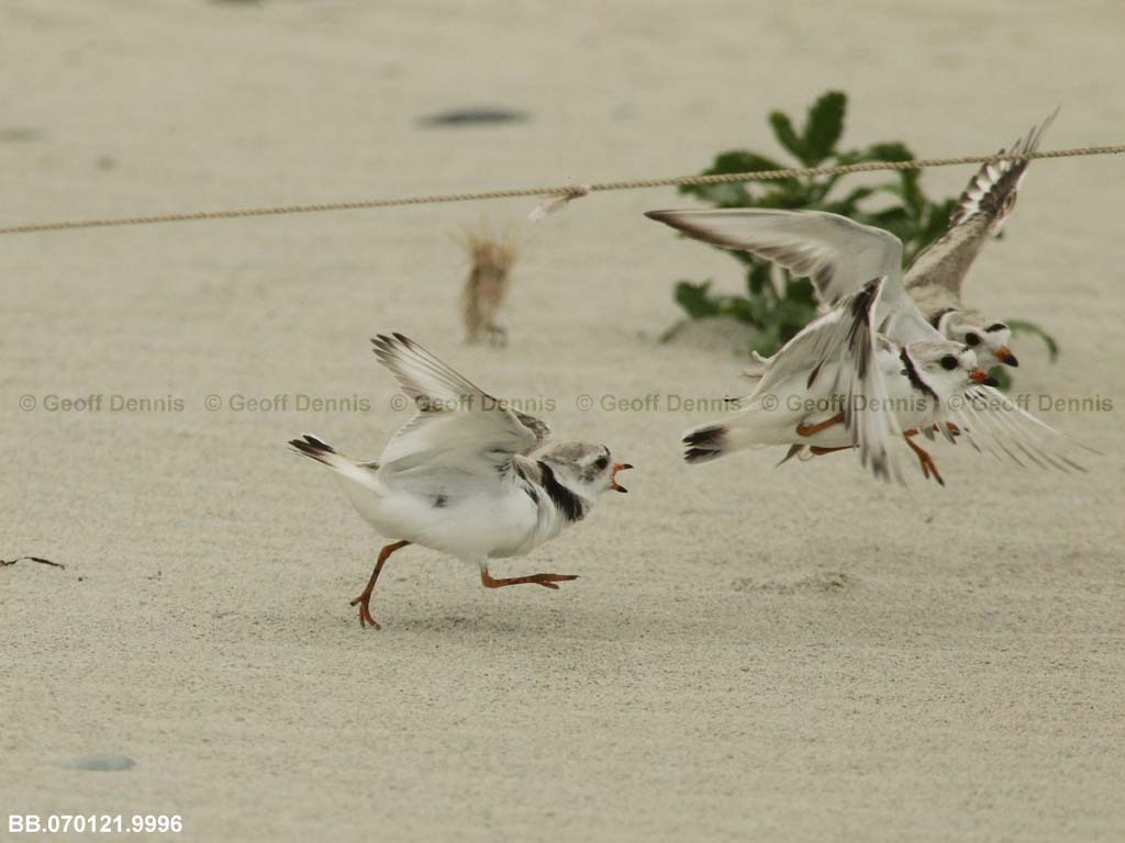 PIPL-4-AG_Piping-Plover