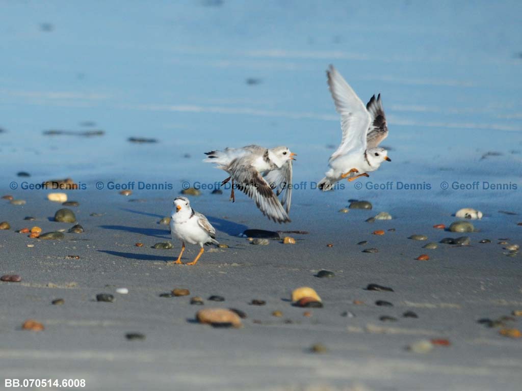 PIPL-4-AH_Piping-Plover