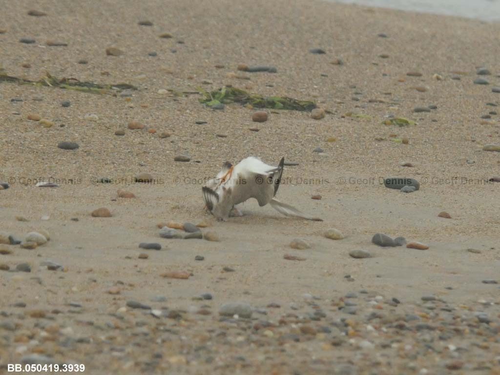 PIPL-4-AI_Piping-Plover