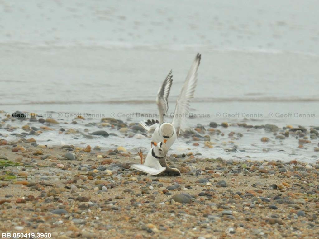 PIPL-4-AJ_Piping-Plover