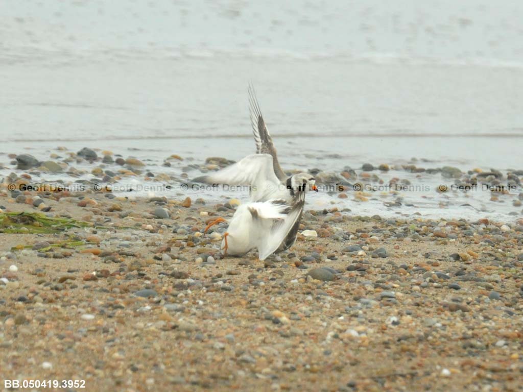 PIPL-4-AK_Piping-Plover