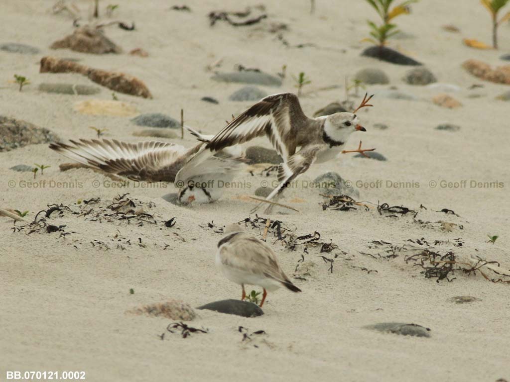 PIPL-4-AL_Piping-Plover