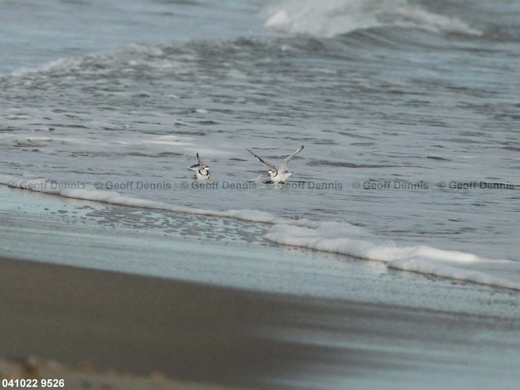 PIPL-4-AM_Piping-Plover