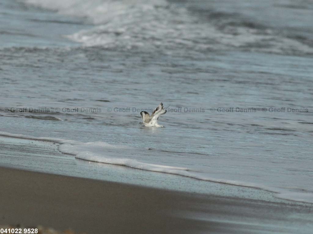 PIPL-4-AN_Piping-Plover