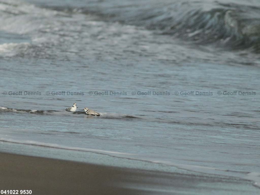 PIPL-4-AO_Piping-Plover