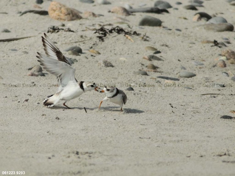 PIPL-4-AP_Piping-Plover