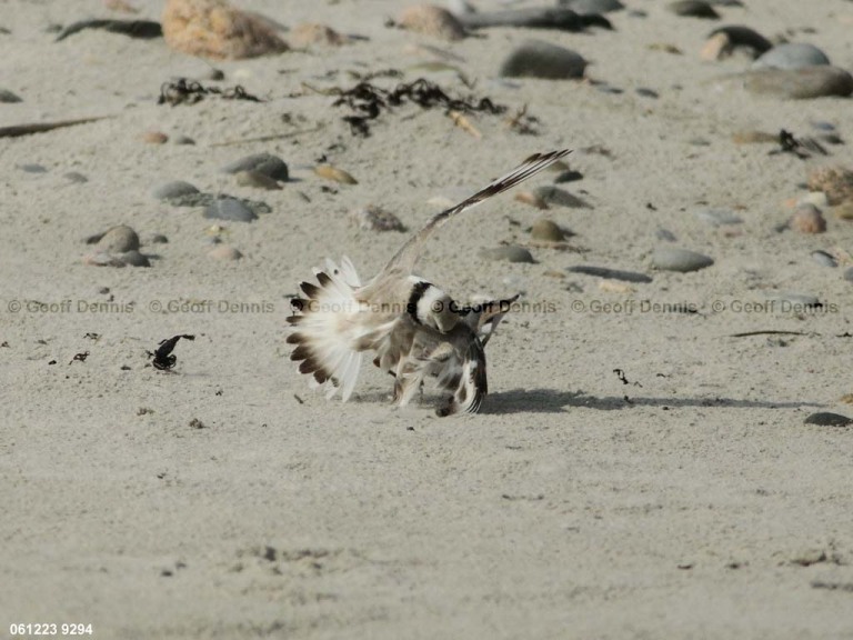 PIPL-4-AQ_Piping-Plover