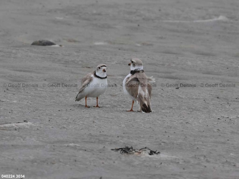 PIPL-4-AR_Piping-Plover