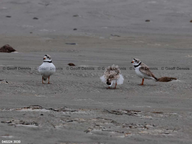 PIPL-4-AS_Piping-Plover