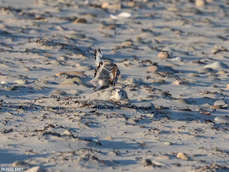 PIPL-4-AT_Piping-Plover