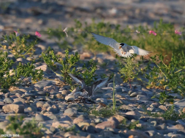 PIPL-4-AU_Piping-Plover