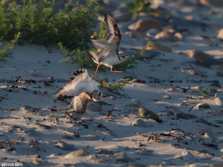 PIPL-4-AV_Piping-Plover