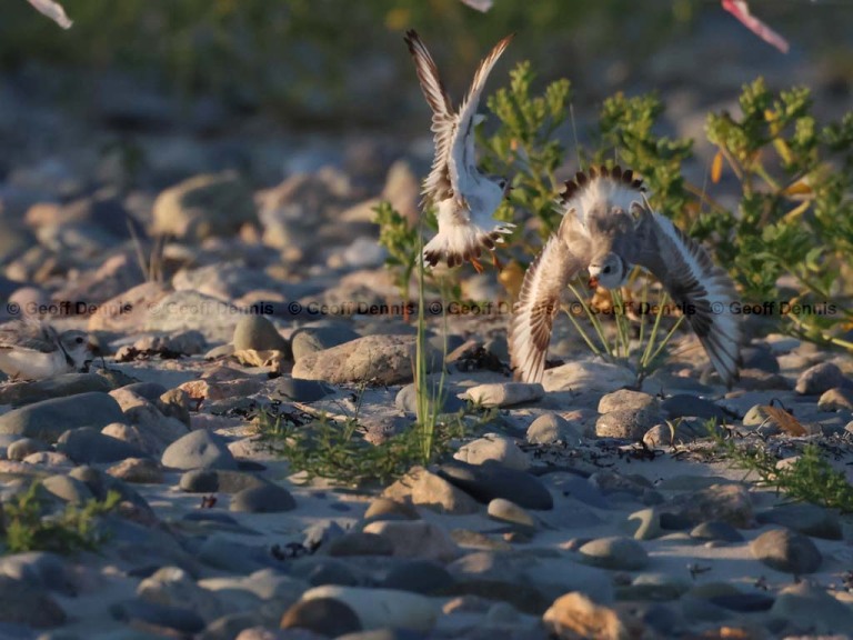 PIPL-4-AW_Piping-Plover
