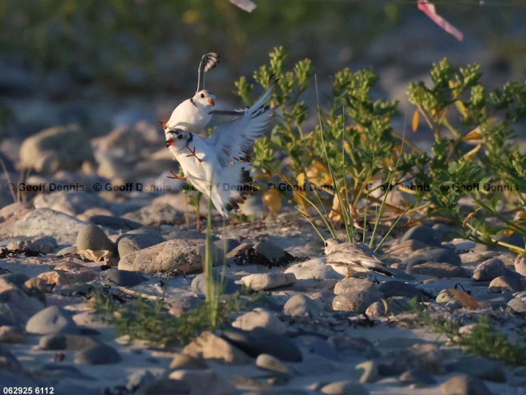 PIPL-4-AX_Piping-Plover