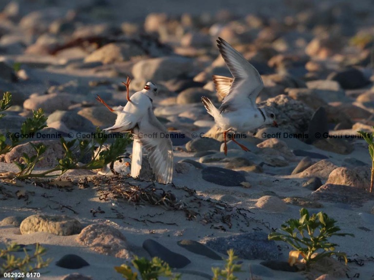 PIPL-4-AY_Piping-Plover