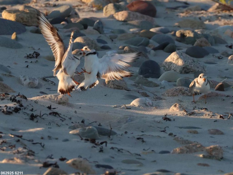 PIPL-4-AZ_Piping-Plover