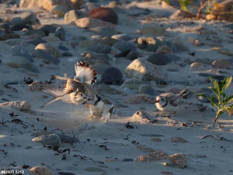 PIPL-4-BA_Piping-Plover