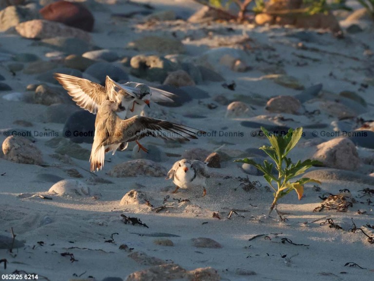 PIPL-4-BB_Piping-Plover