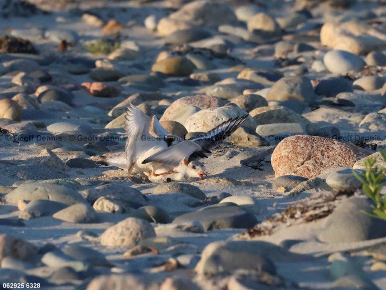 PIPL-4-BC_Piping-Plover