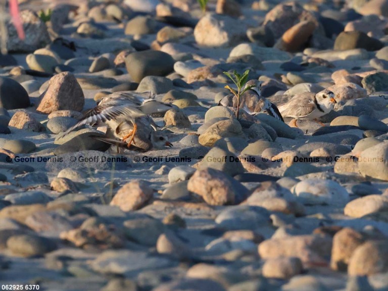 PIPL-4-BD_Piping-Plover