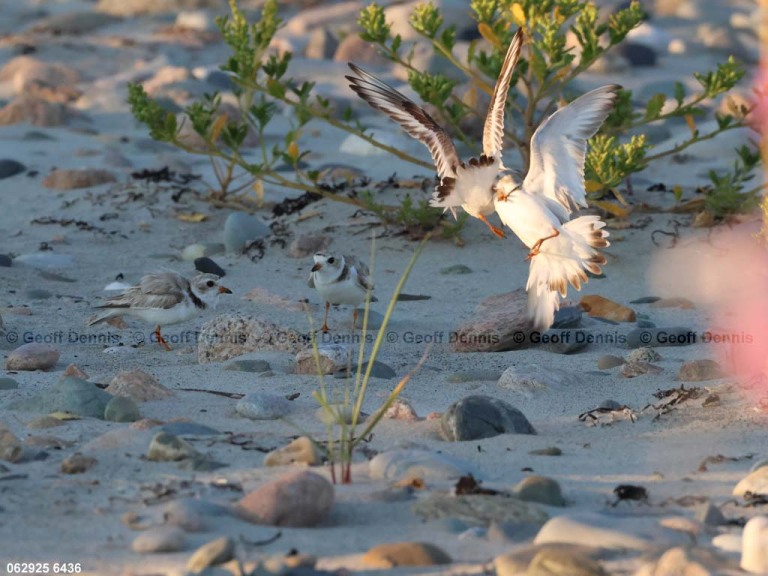 PIPL-4-BE_Piping-Plover