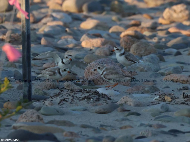 PIPL-4-BF_Piping-Plover