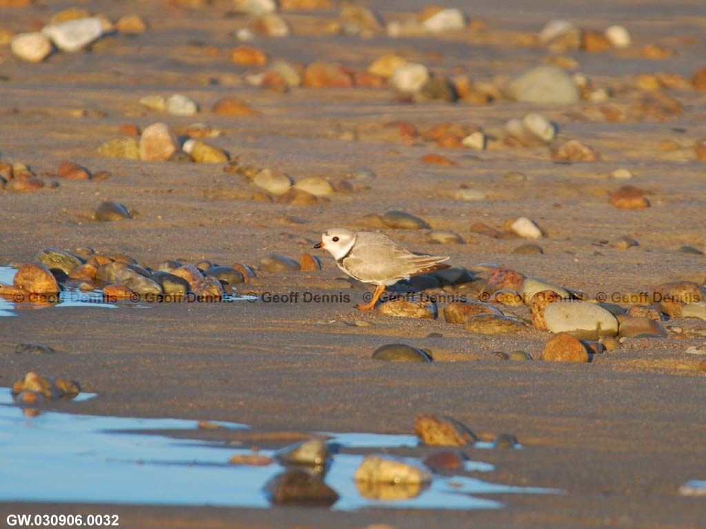PIPL-2-AA_Piping-Plover