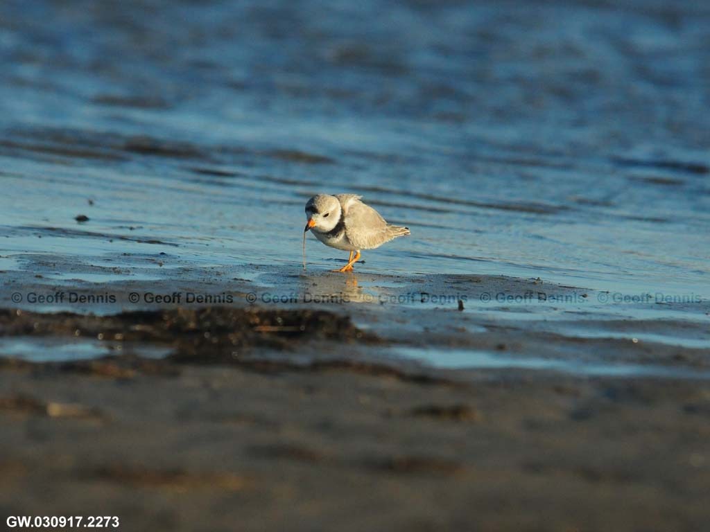 PIPL-2-AB_Piping-Plover