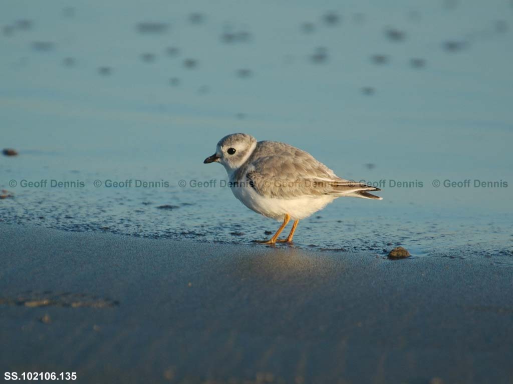 PIPL-2-AC_Piping-Plover