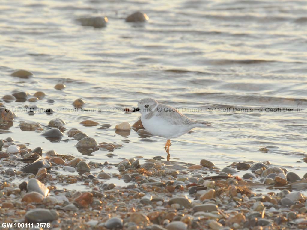 PIPL-2-AD_Piping-Plover