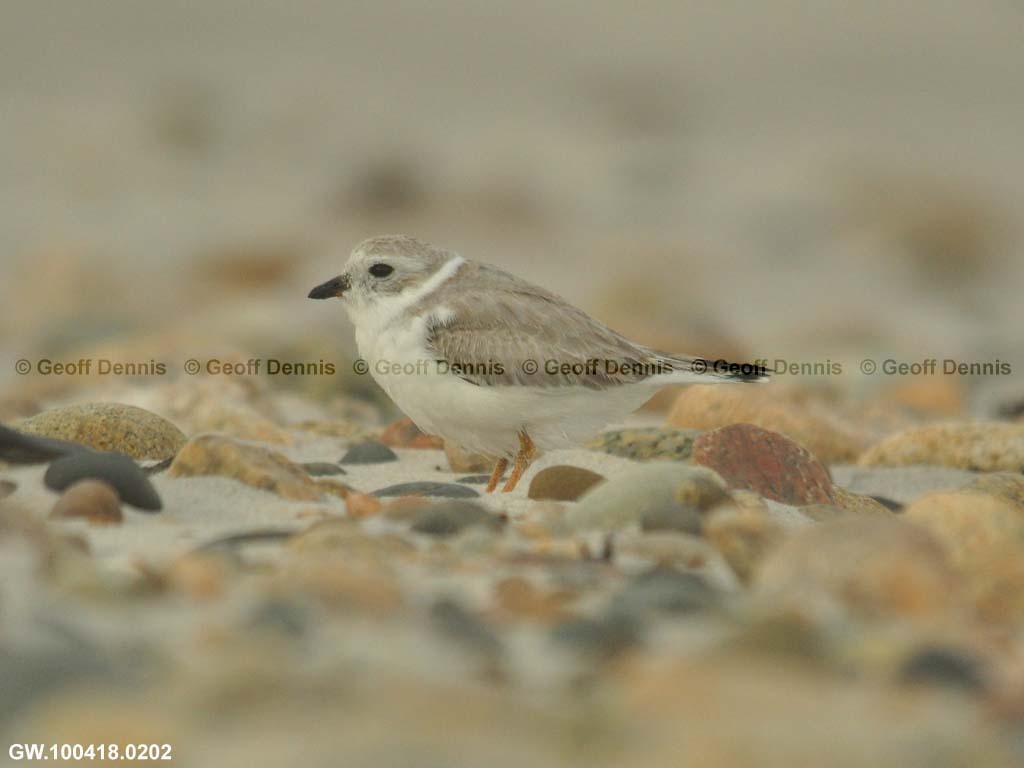 PIPL-2-AE_Piping-Plover
