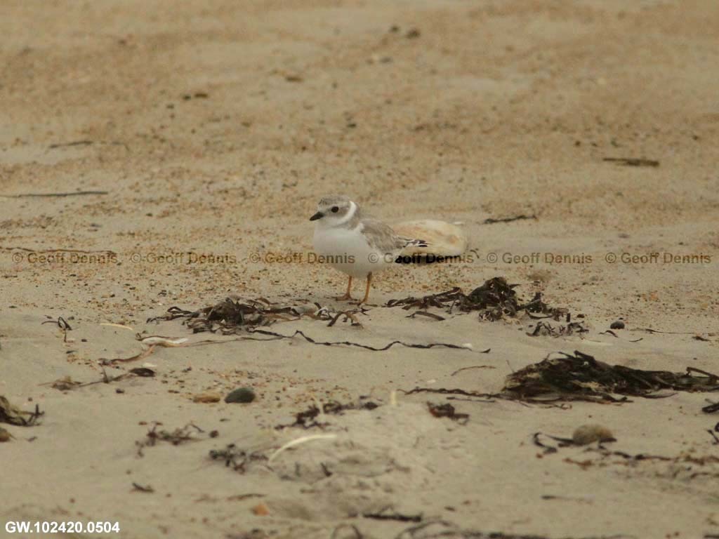 PIPL-2-AF_Piping-Plover