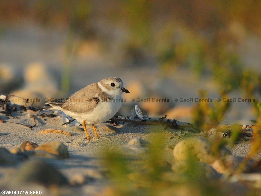PIPL-15-AA_Piping-Plover