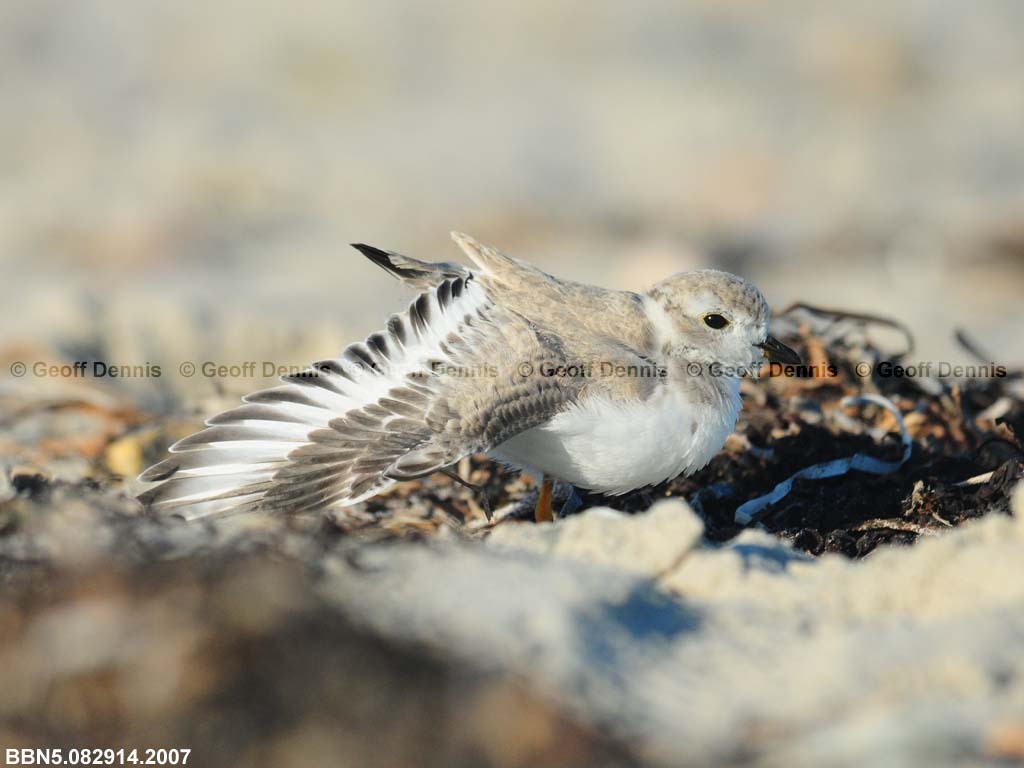 PIPL-15-AB_Piping-Plover