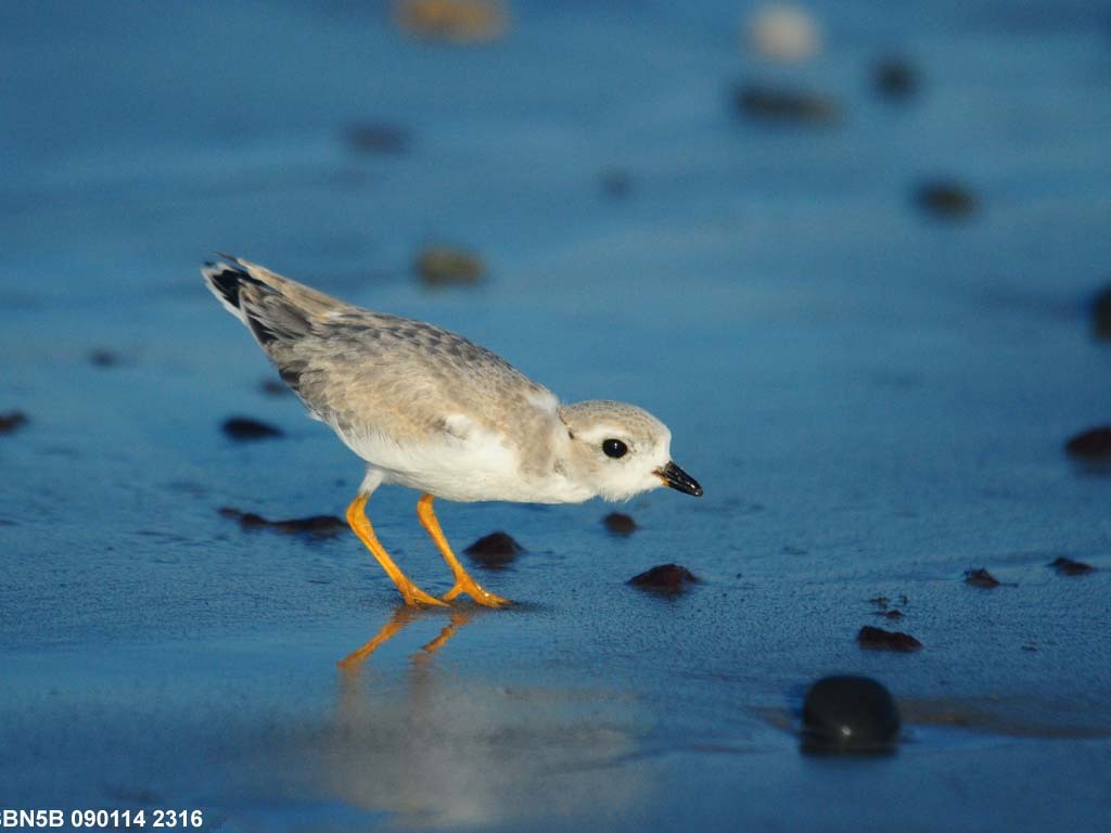 PIPL-15-AC_Piping-Plover