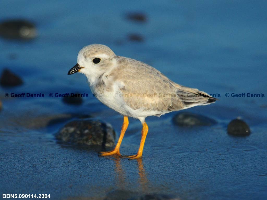 PIPL-15-AD_Piping-Plover