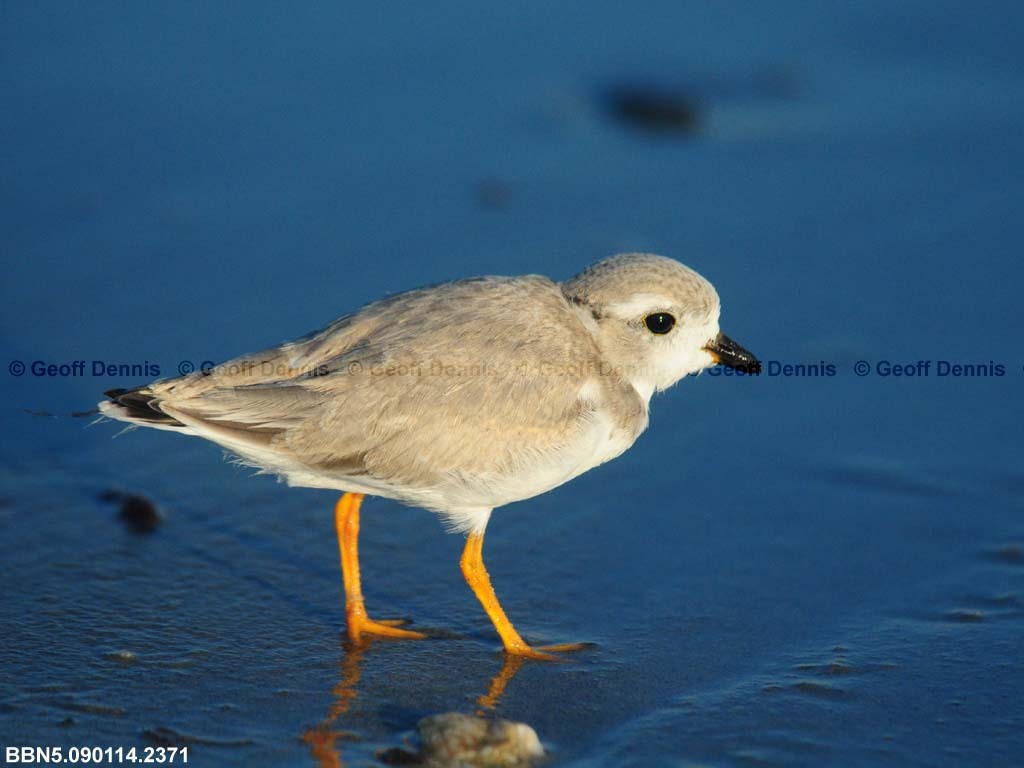 PIPL-15-AE_Piping-Plover