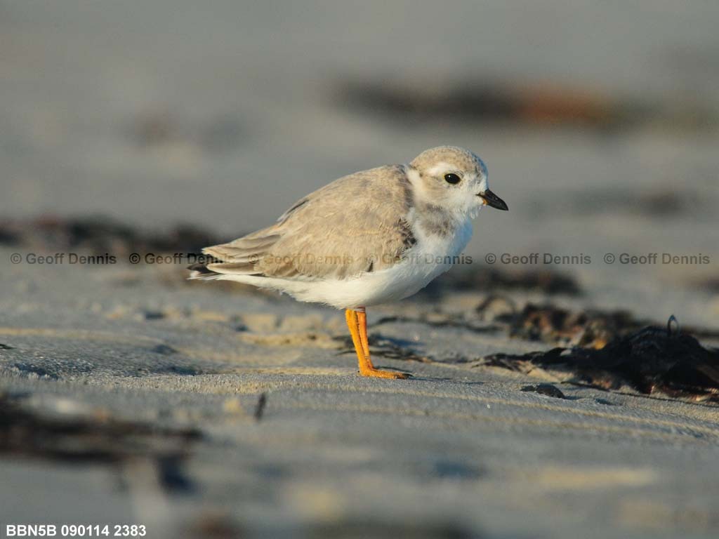 PIPL-15-AF_Piping-Plover