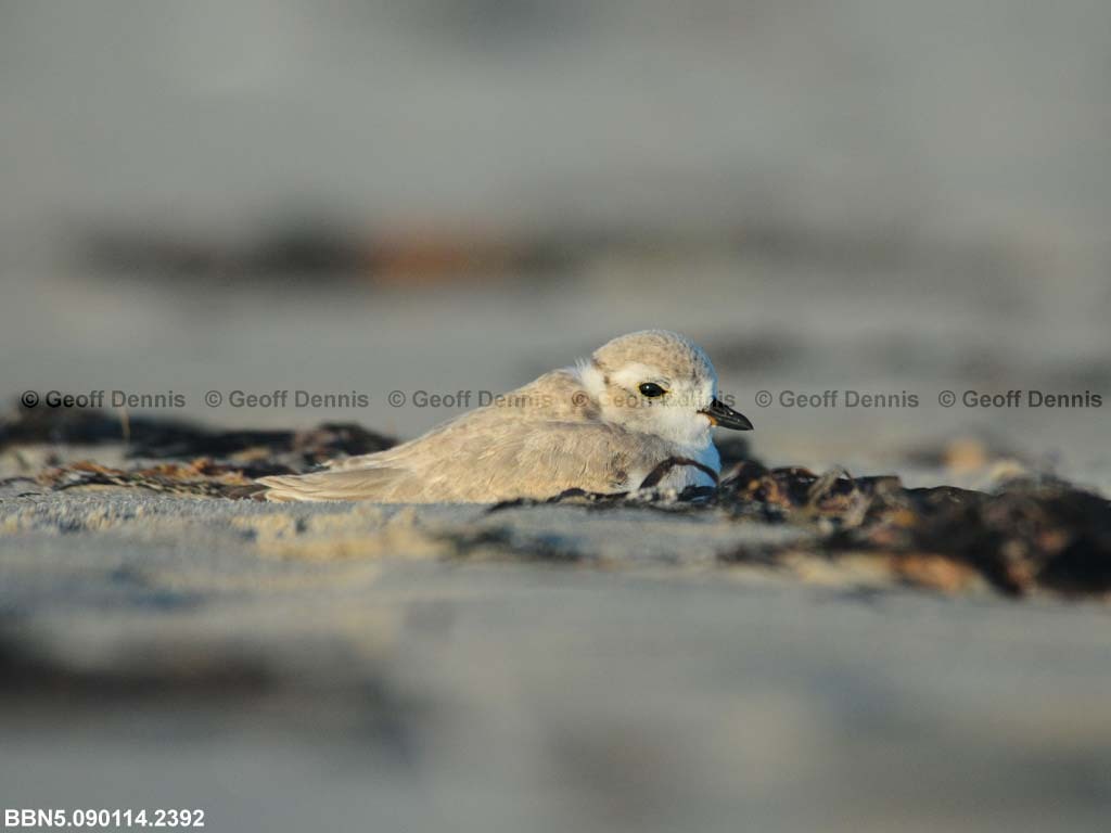 PIPL-15-AG_Piping-Plover