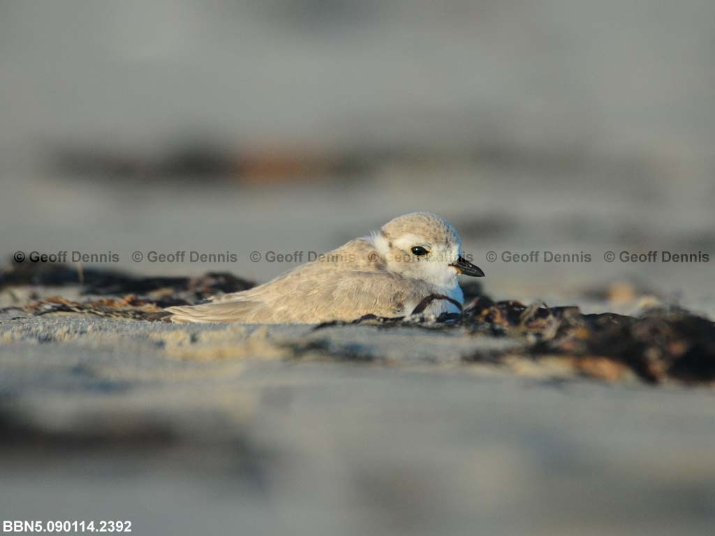 PIPL-15-AG_Piping-Plover