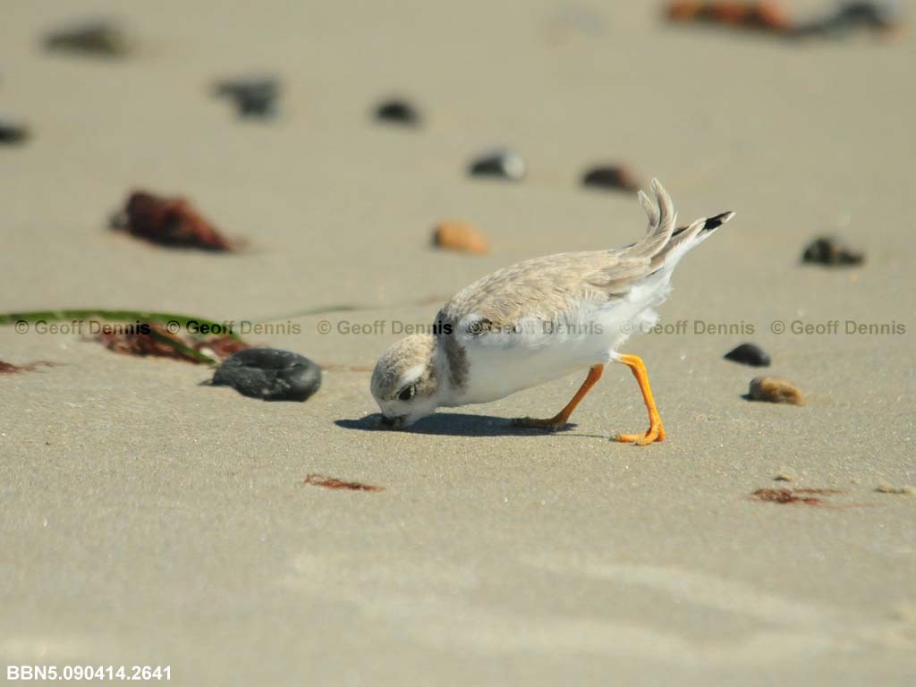 PIPL-15-AH_Piping-Plover
