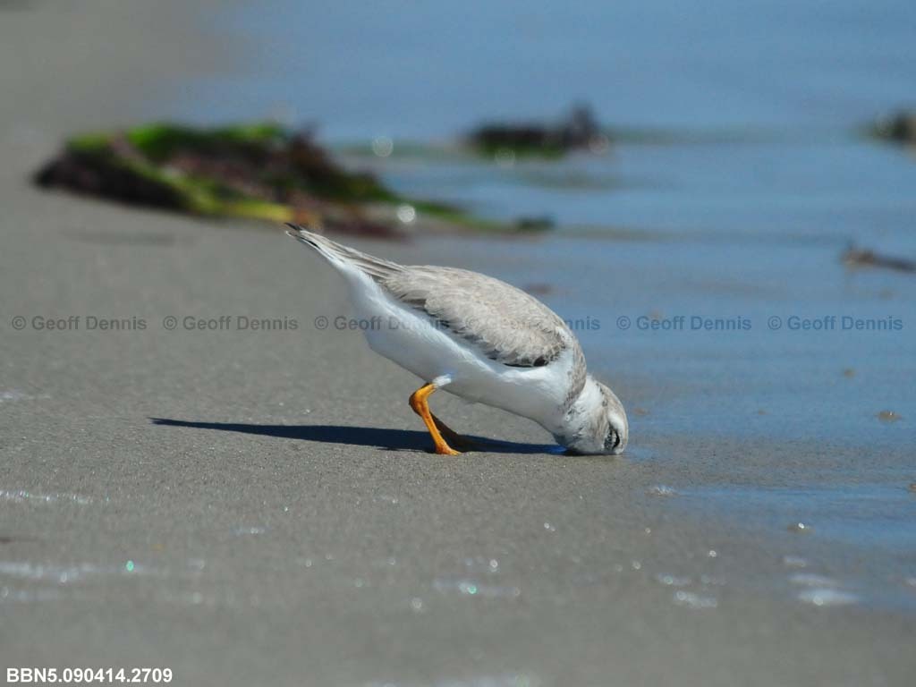 PIPL-15-AI_Piping-Plover