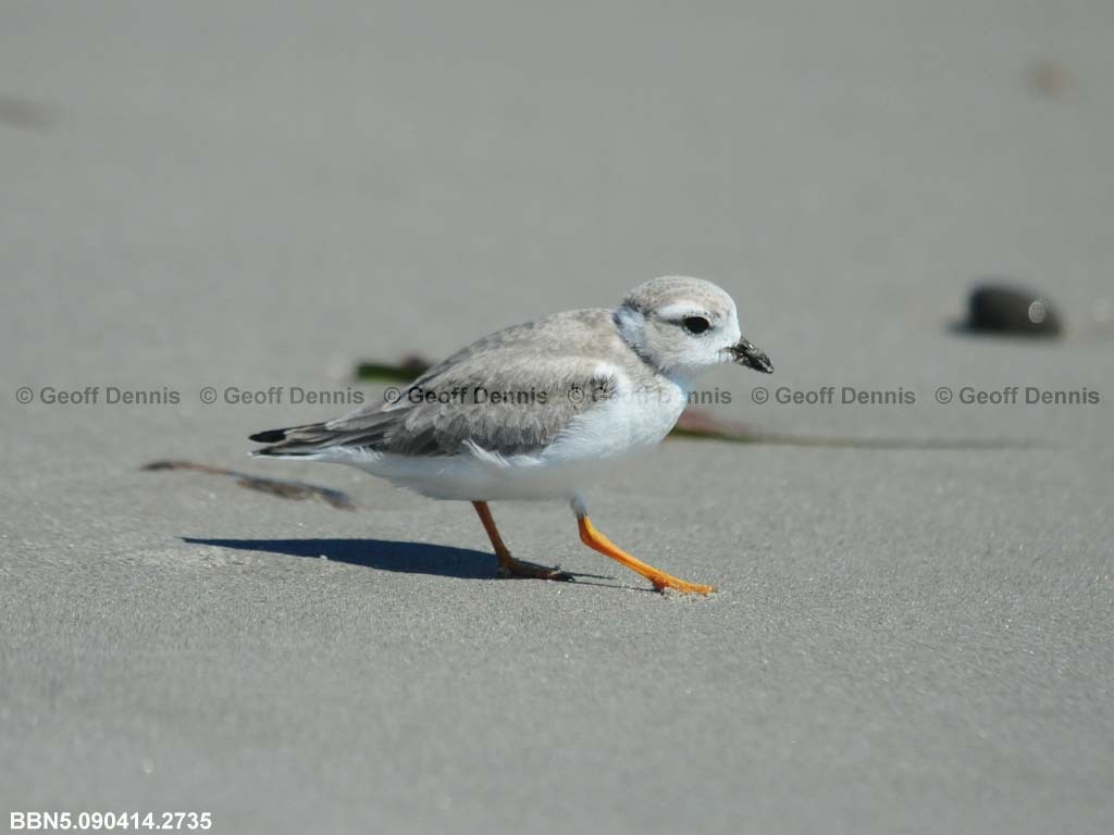 PIPL-15-AJ_Piping-Plover