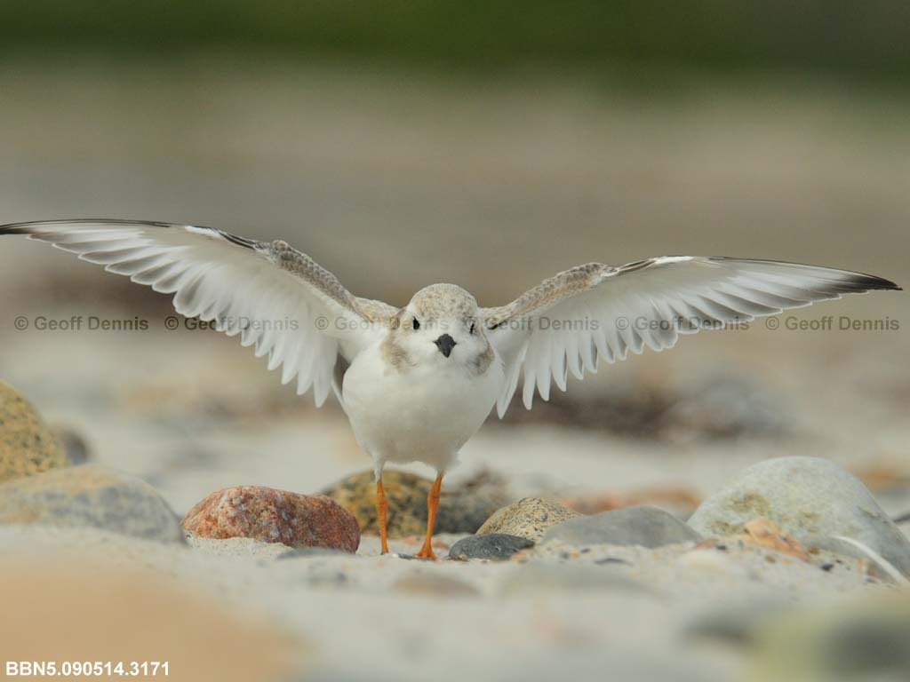 PIPL-15-AK_Piping-Plover