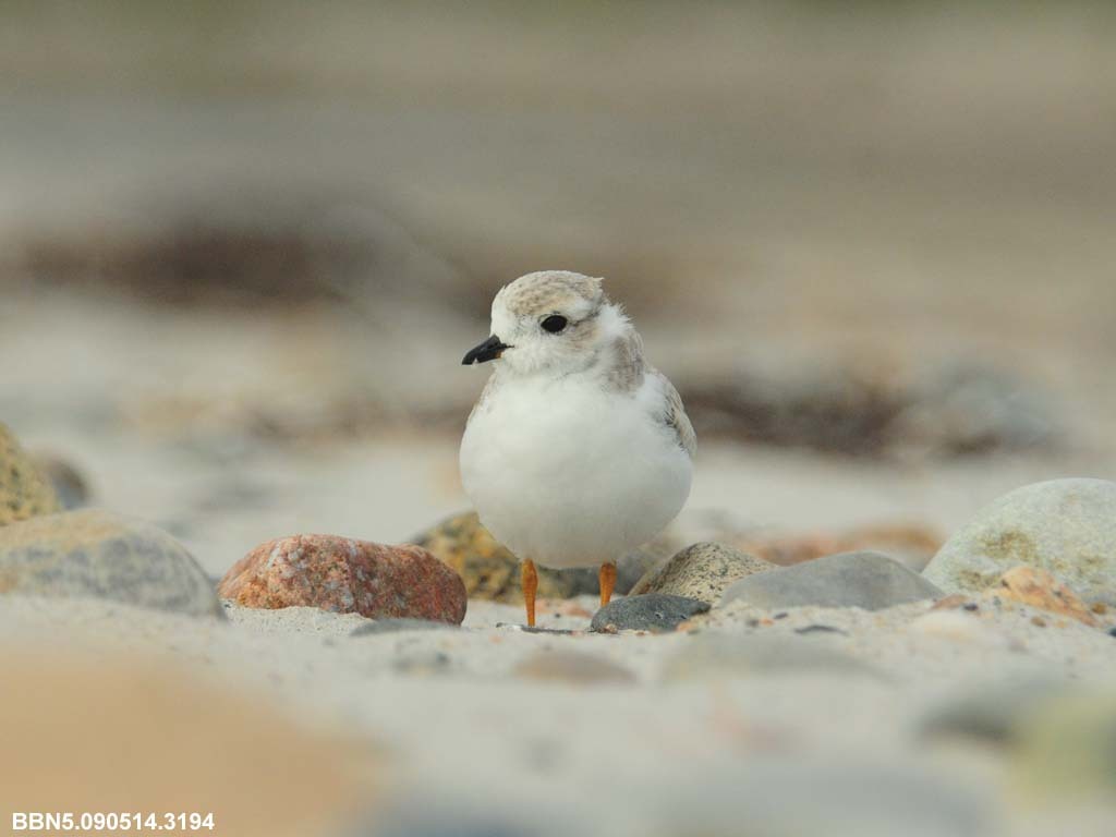 PIPL-15-AL_Piping-Plover