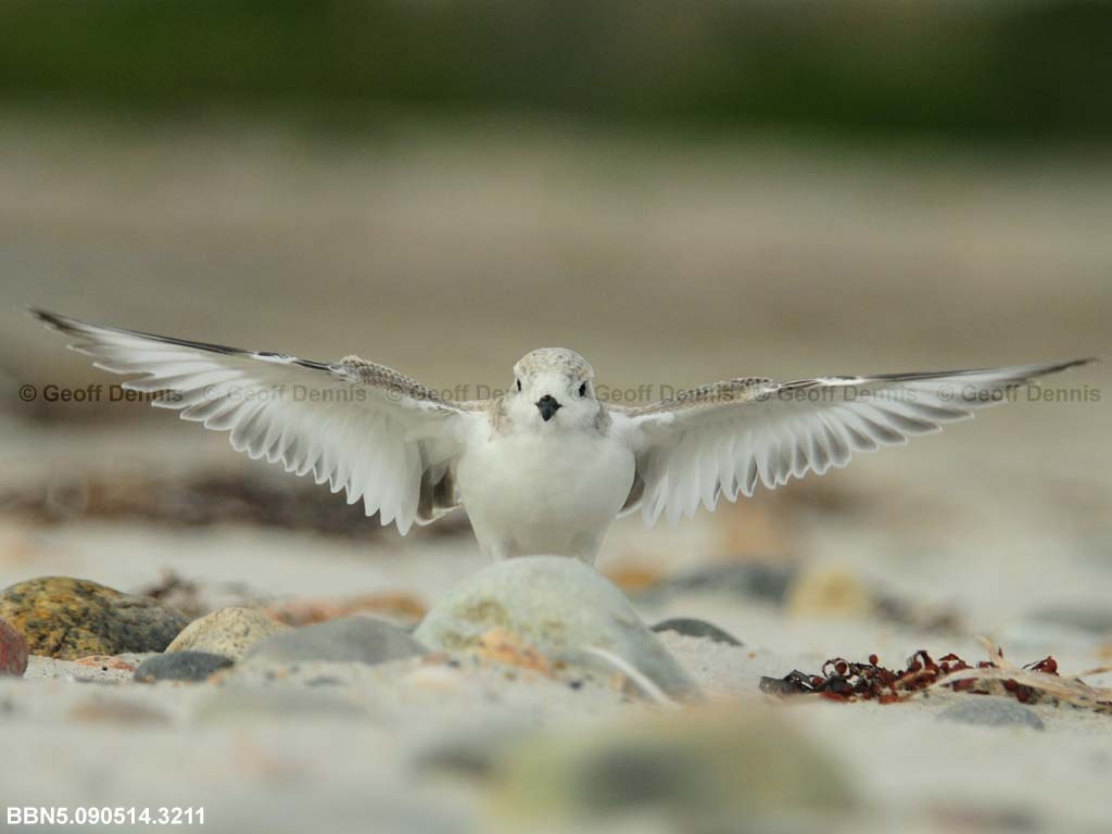 PIPL-15-AM_Piping-Plover