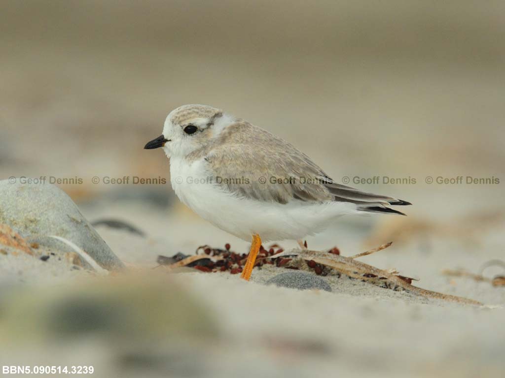 PIPL-15-AN_Piping-Plover