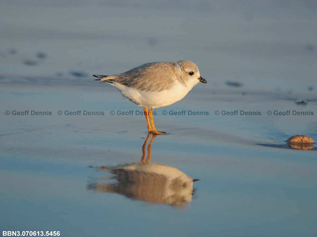 PIPL-15-AO_Piping-Plover