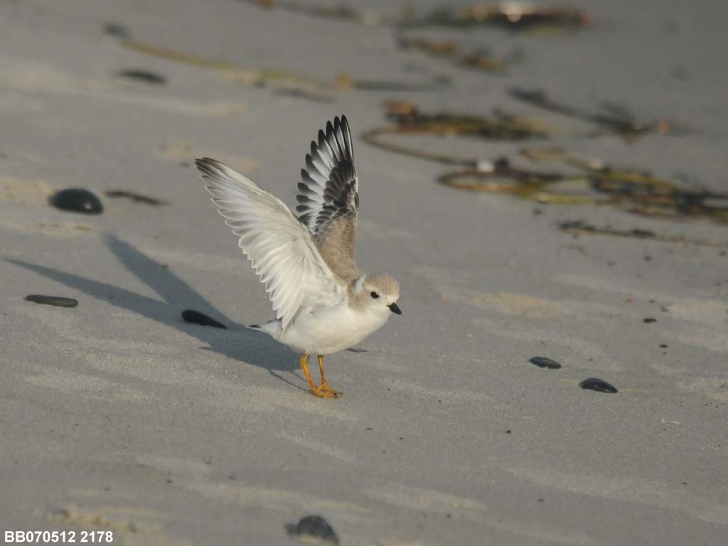 PIPL-15-AP_Piping-Plover