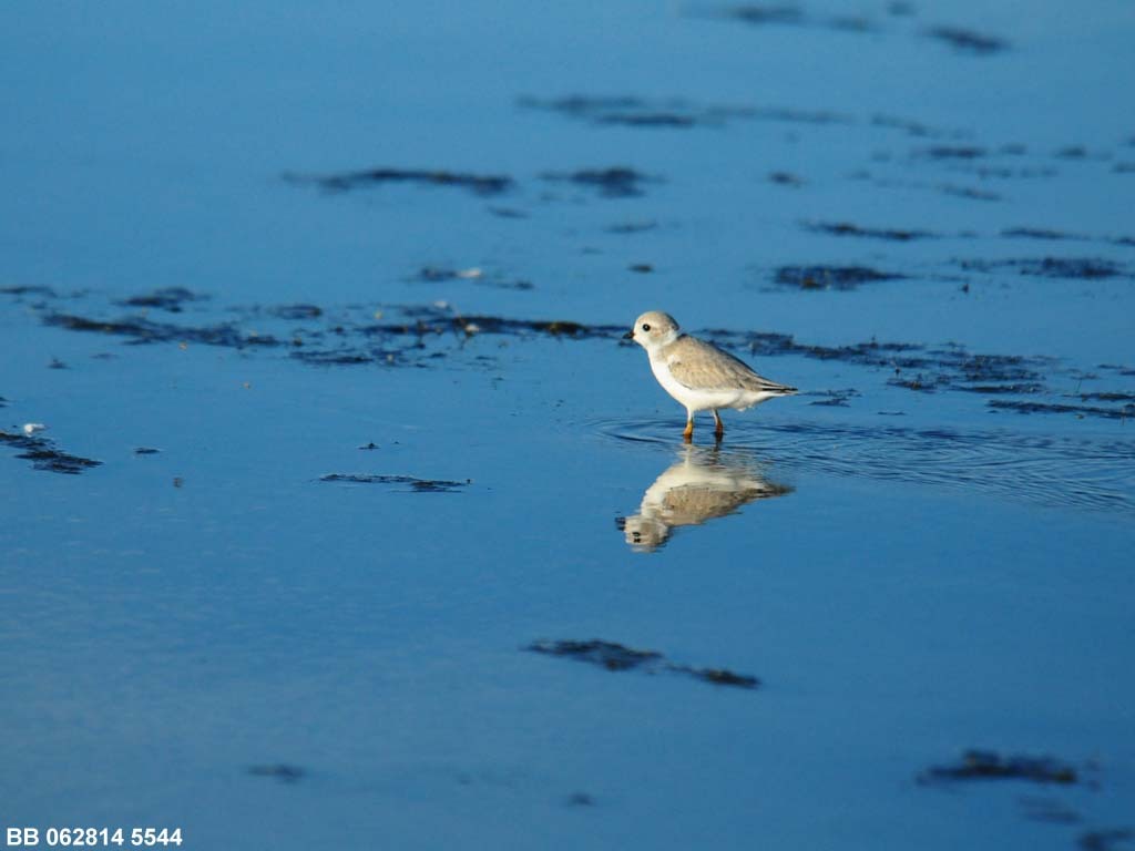 PIPL-15-AQ_Piping-Plover